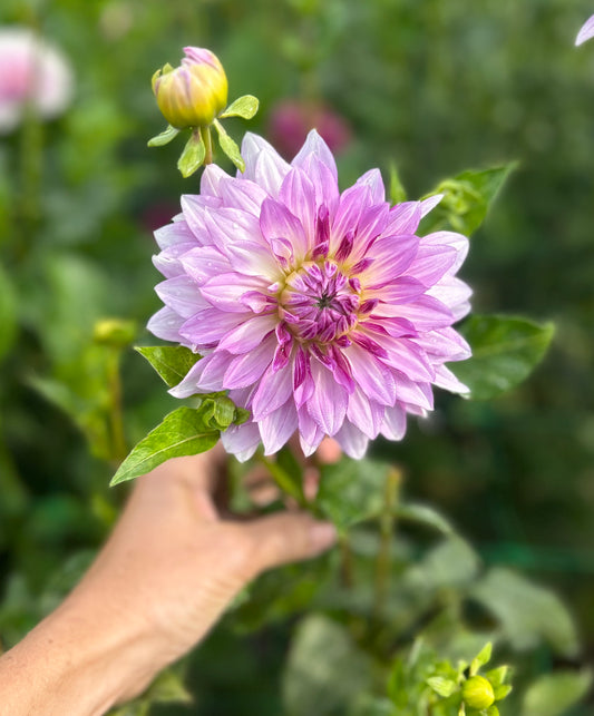 Clearview Debby dahlia tuber