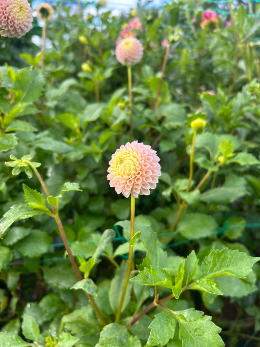 Irish D Porter dahlia tuber