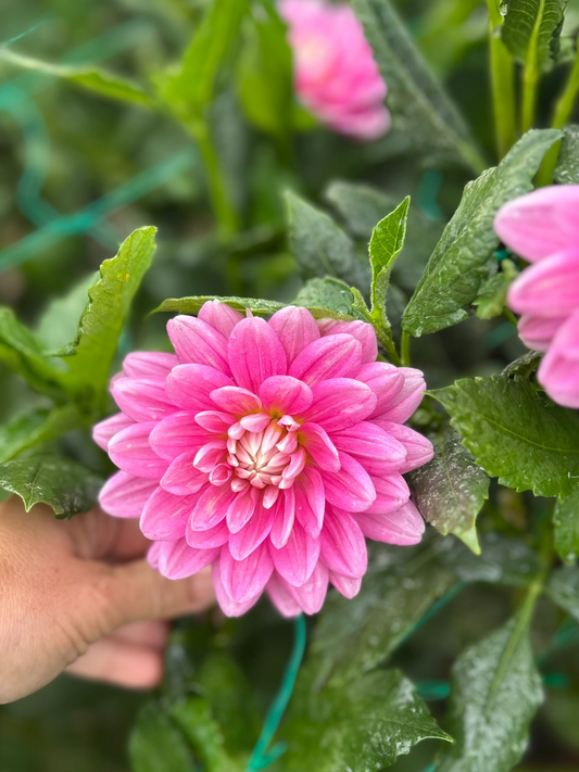 Hollyhill Pink Martini dahlia tuber
