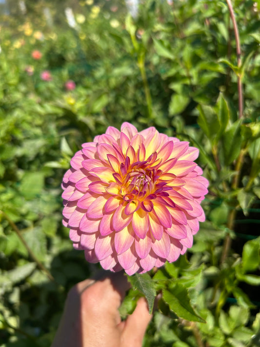 Bloomquist Fredene dahlia tuber