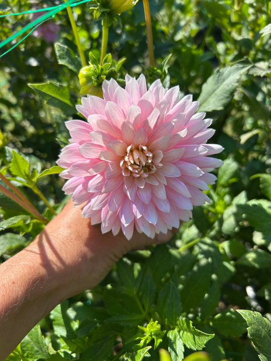 Bloomquist Daniella G dahlia tuber