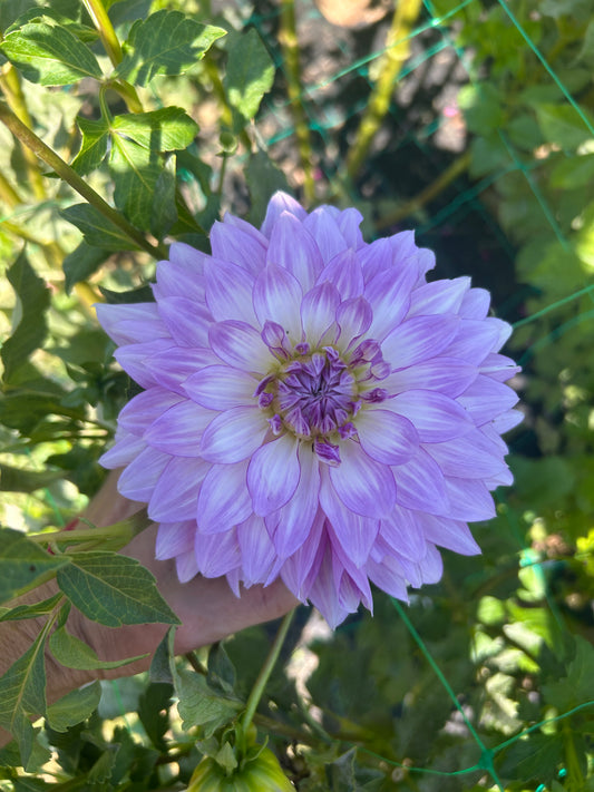 Oregon Reign dahlia tuber