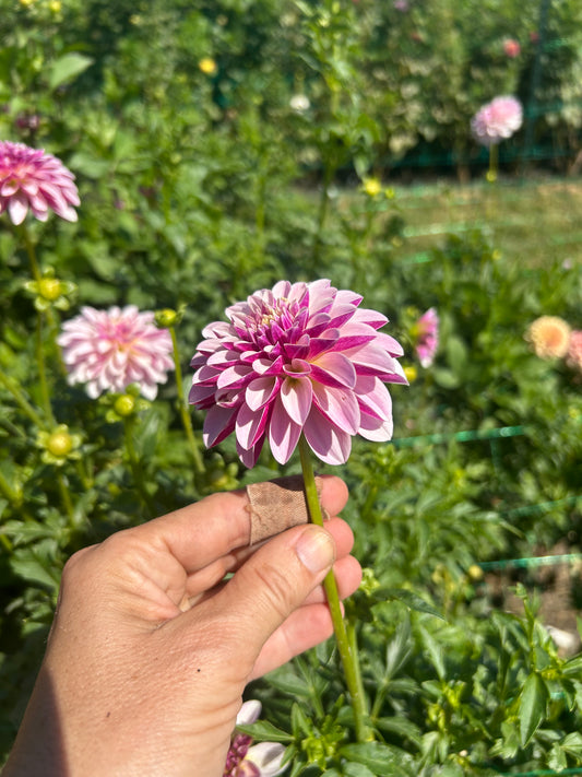 Salish Twilight Girl dahlia tuber