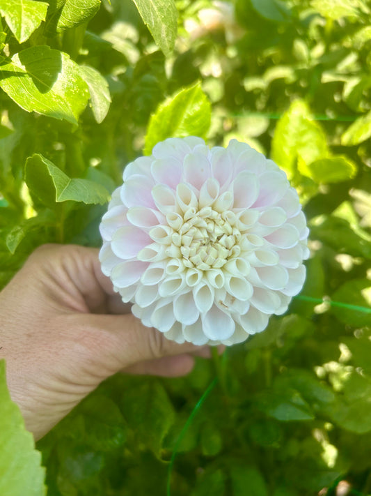 Snoho Sonia dahlia tuber