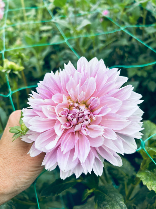 Otto's Thrill dahlia tuber