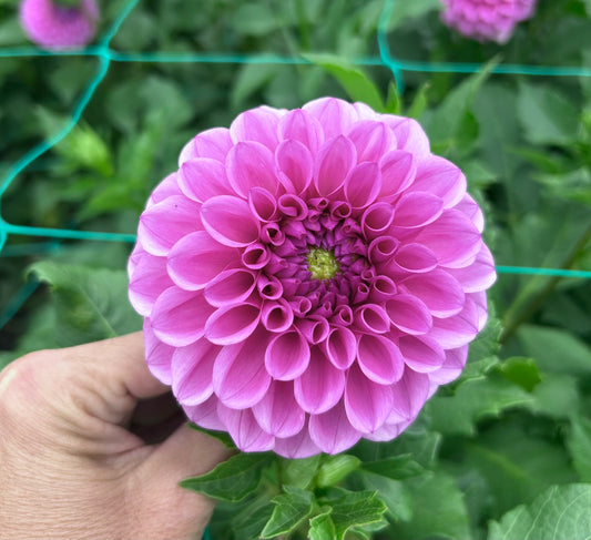 Mission Galactica dahlia tuber