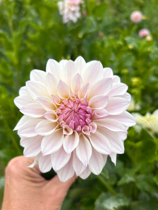 Bloomquist Compare dahlia tuber