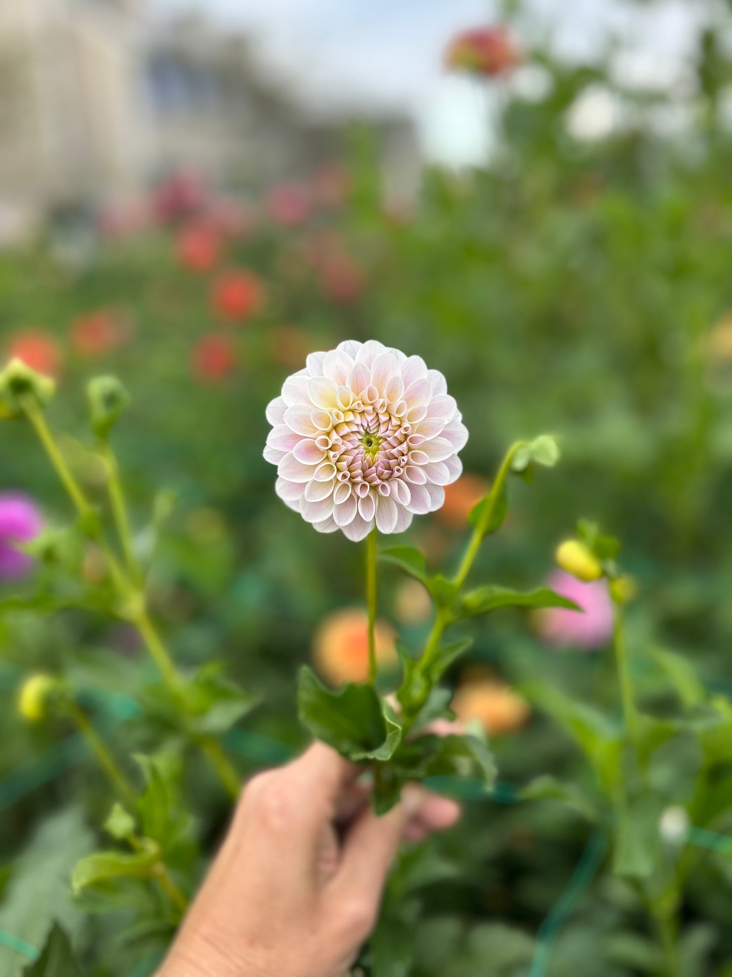 RM Hannah Joe dahlia tuber - LIMIT 1