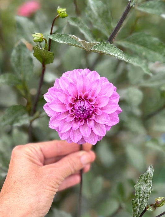 RM Moonlight dahlia tuber
