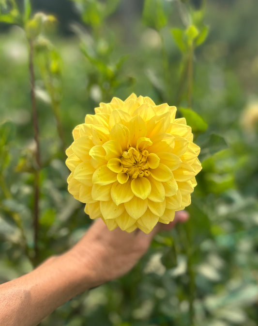 Bloomquist Butterscotch dahlia tuber