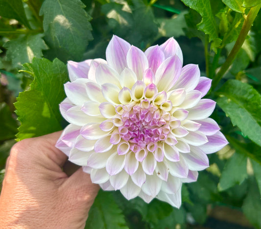 Hapet Blue Eyes dahlia tuber
