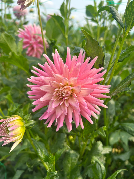 Diamond Rebel dahlia tuber