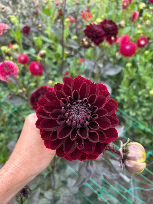 Manoa dahlia tuber