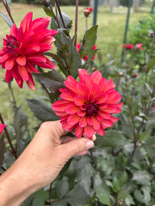 Groovy dahlia tuber