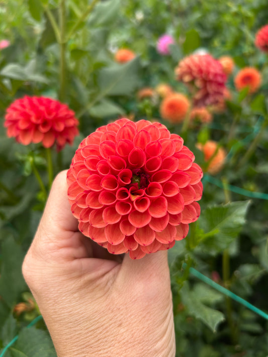Valley Rust Bucket dahlia tuber