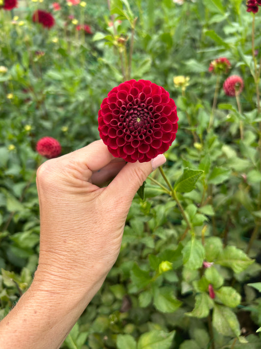 Bloomquist Paul Jr dahlia tuber