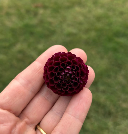 Moor Place dahlia tuber