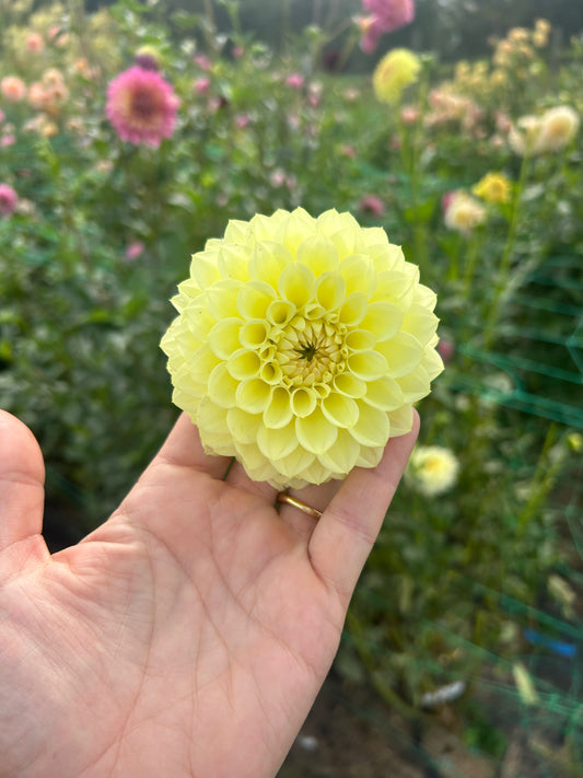 Winholme Diane dahlia tuber