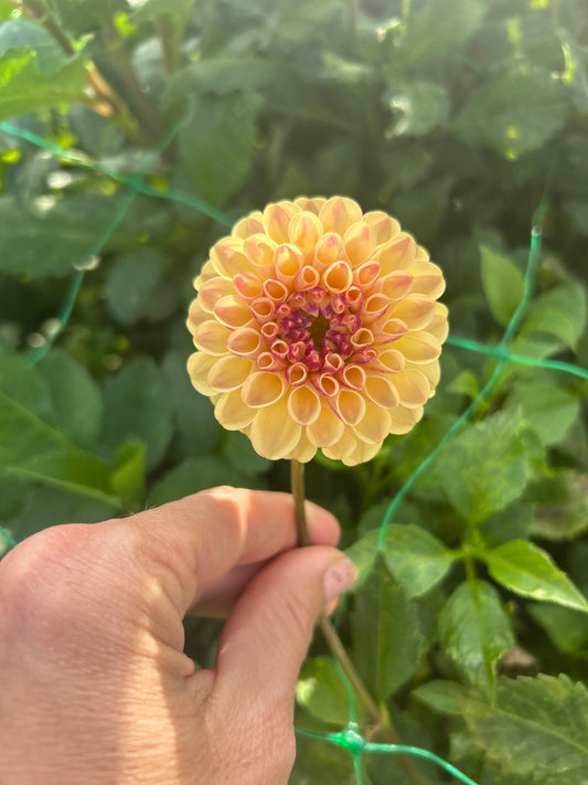 Ferncliff Spice dahlia tuber