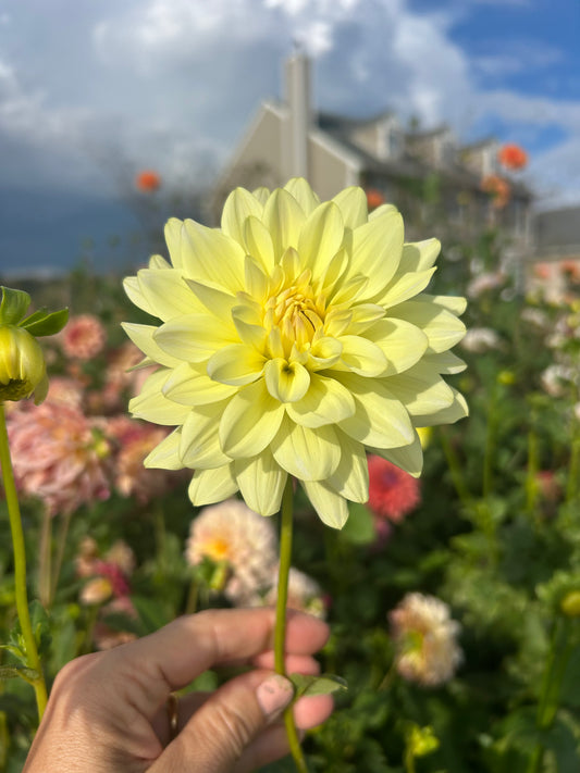 Jo dahlia tuber
