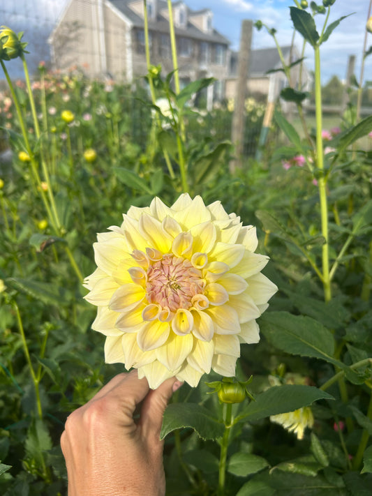 Westerton Lilian dahlia tuber