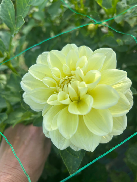 Sun Kissed dahlia tuber