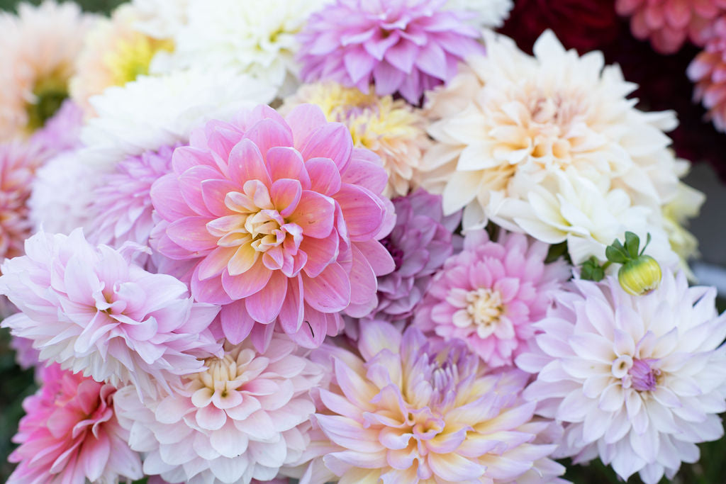 DIY bucket of blooms - 25 dahlia blooms