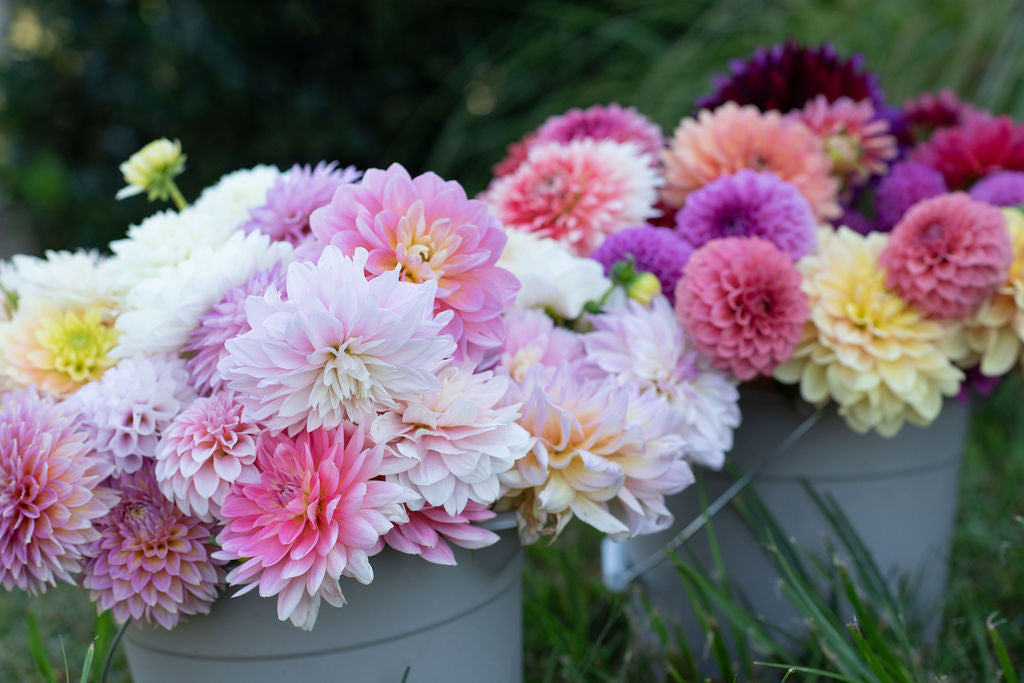 DIY bucket of blooms - 25 dahlia blooms