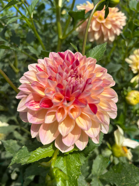Miss Amara dahlia tuber