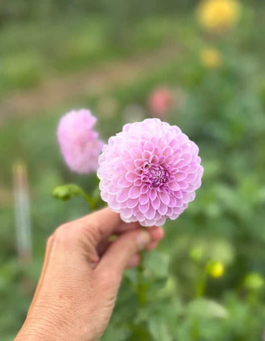 Just Lucas dahlia tuber - LIMIT 1 per household