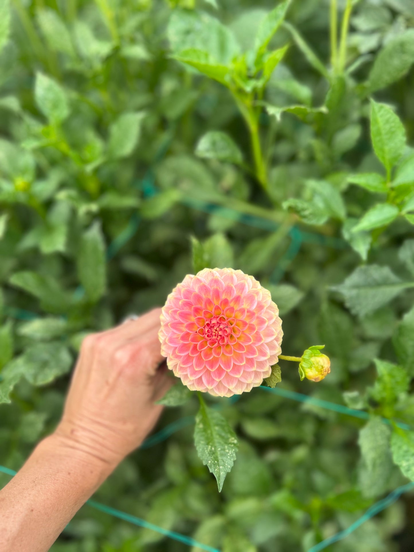 20th Ave Softer Peach dahlia tuber