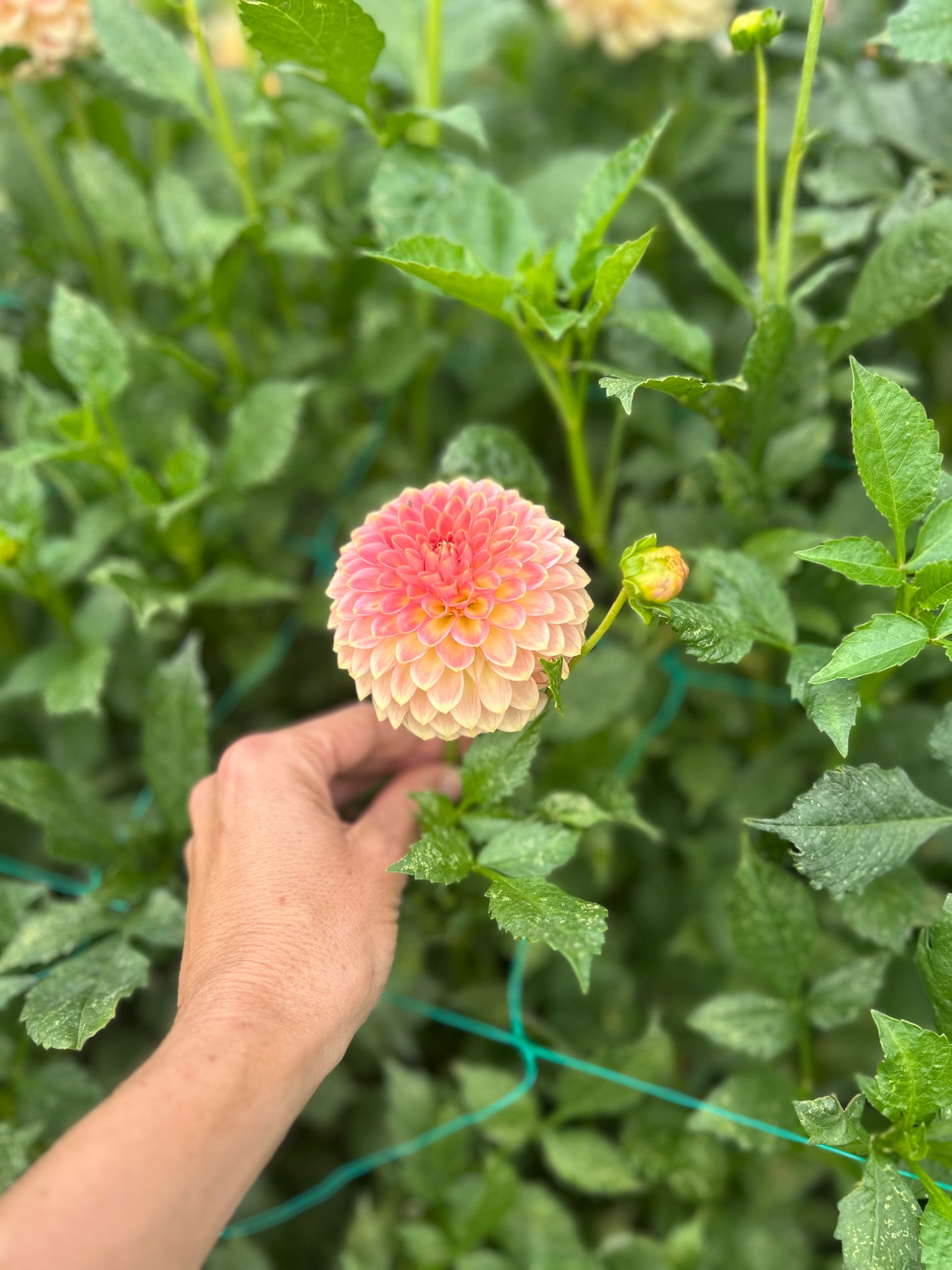 20th Ave Softer Peach dahlia tuber