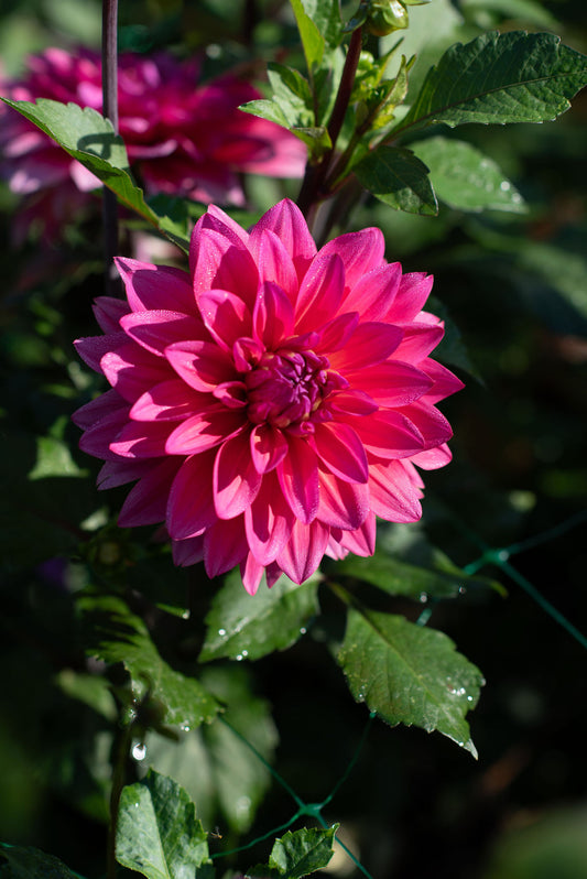Feline Yvonne dahlia tuber
