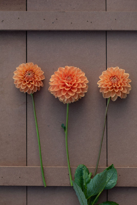 Maarn dahlia tuber