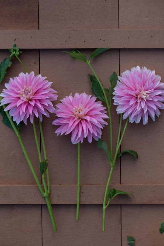 Alloway Candy dahlia tuber