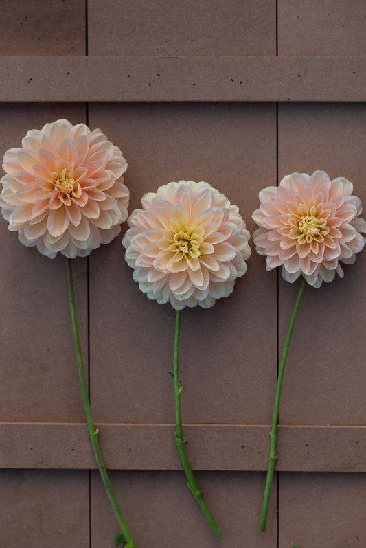 Peaches and Dreams dahlia tuber