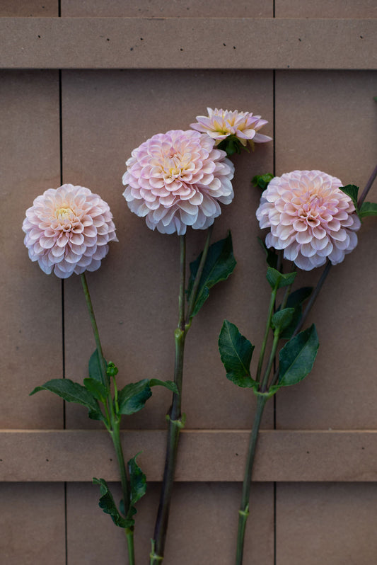 Levi's Revenant dahlia tuber