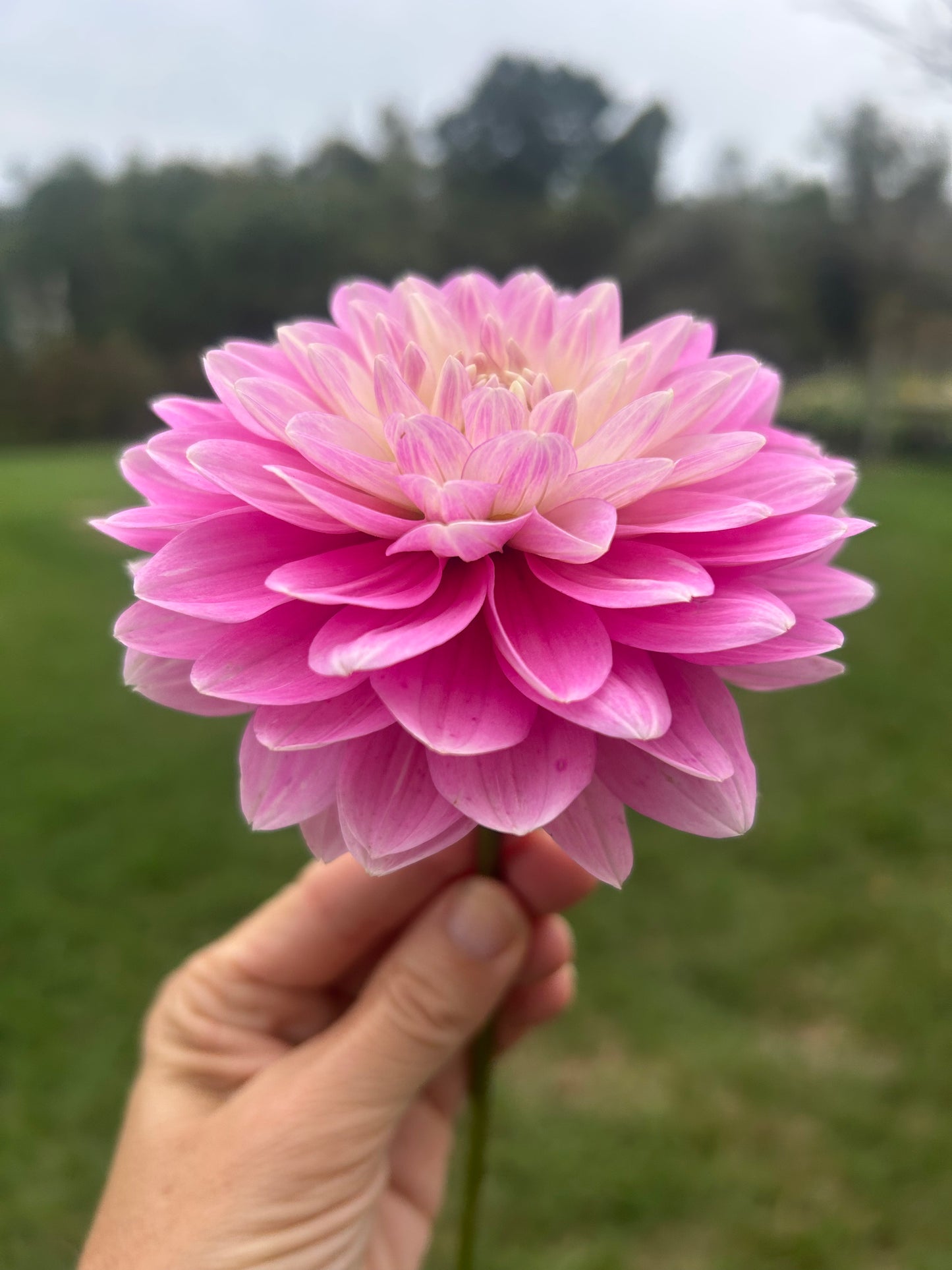Hapet Rose Dream dahlia tuber - LIMIT 1 per household