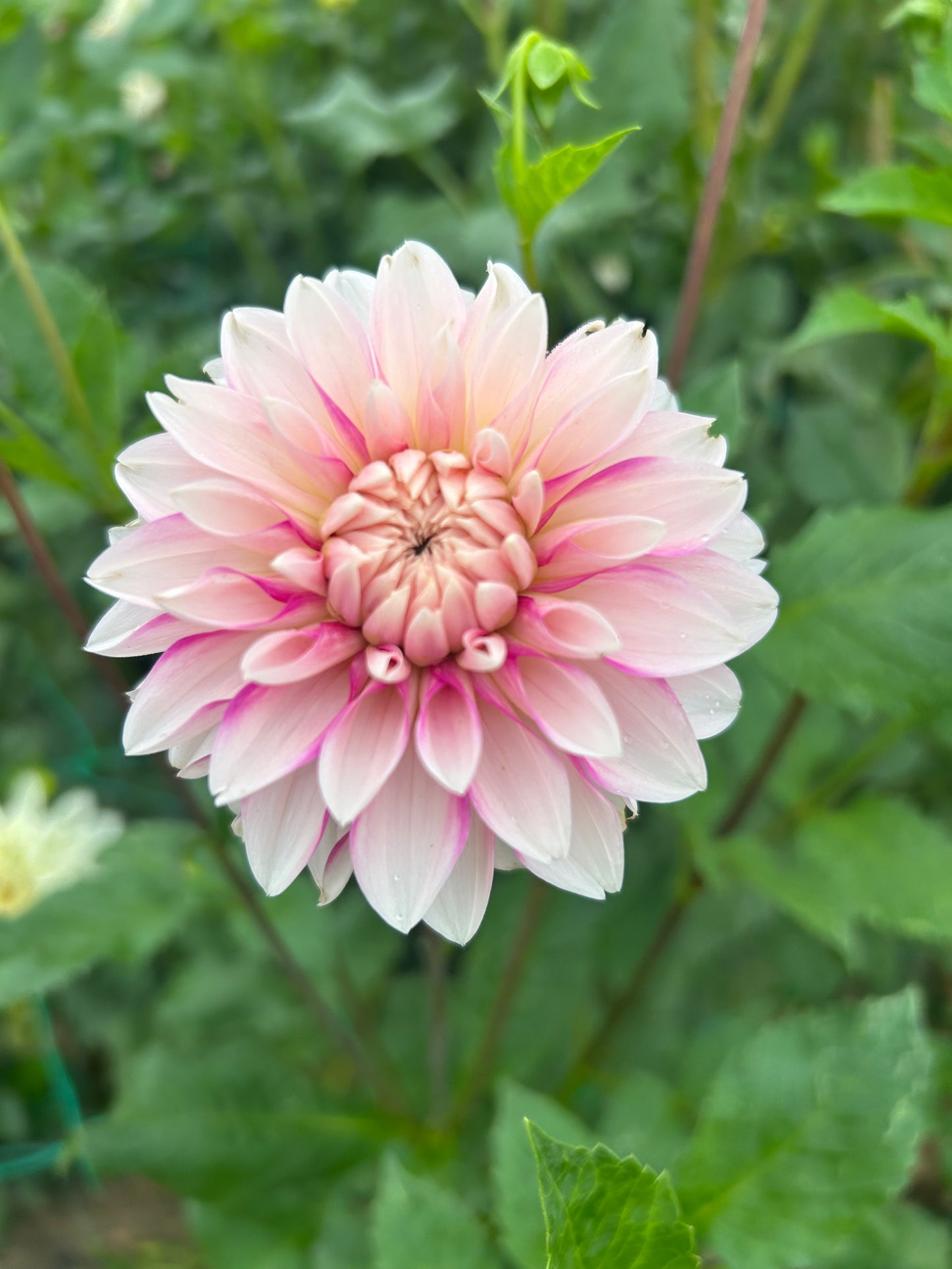Budapest Blush dahlia tuber - LIMIT 1 per household
