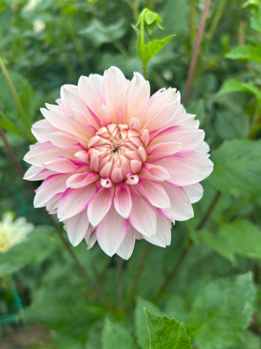 Budapest Blush dahlia tuber - LIMIT 1 per household