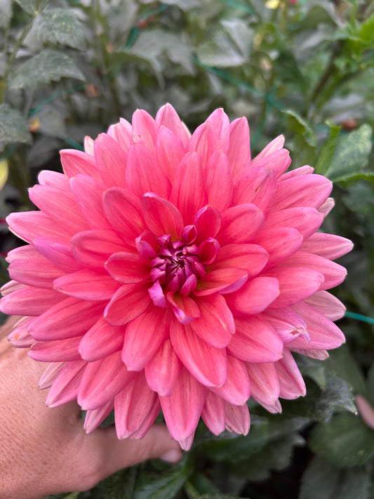 Dutch Pearl dahlia tuber