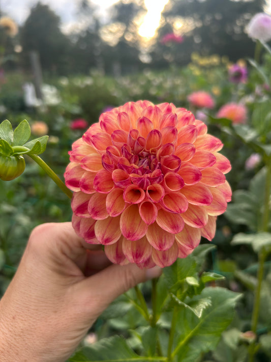 Coseytown Penny dahlia tuber