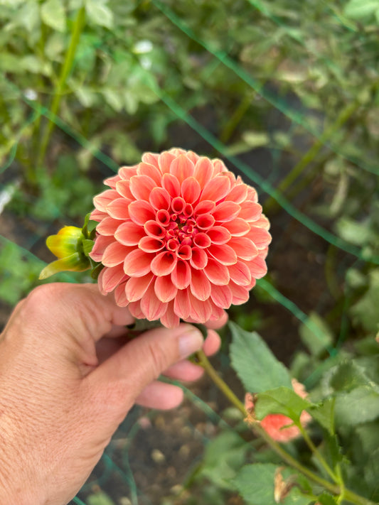 Rose Toscano dahlia tuber