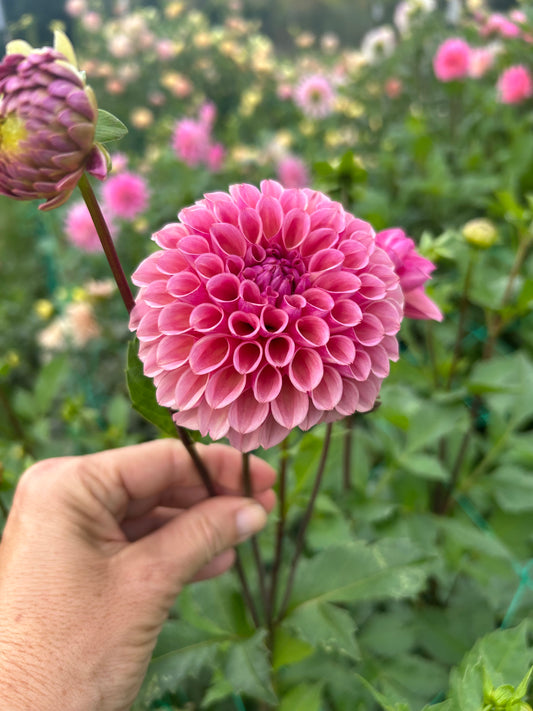 Bracken Rose dahlia tuber