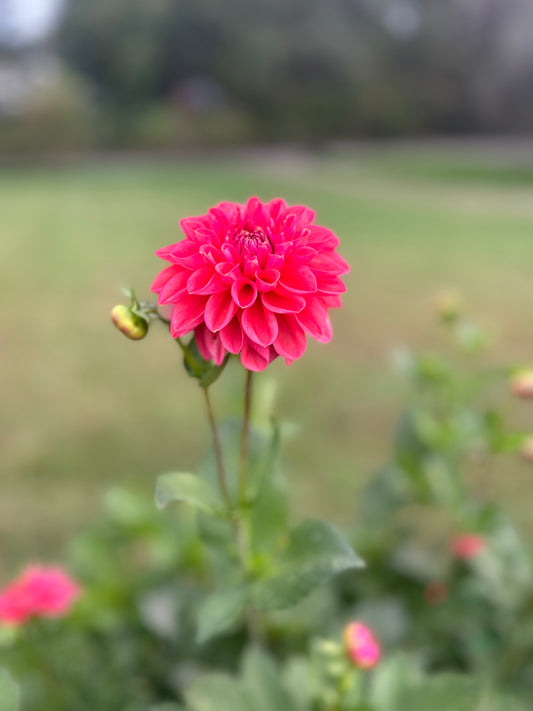 Bloomquist Curt dahlia tuber