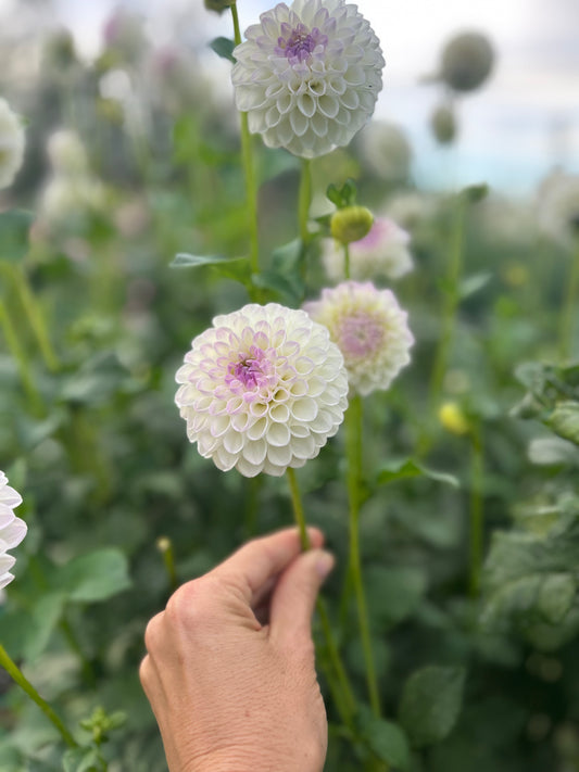 Hollyhill Miss White dahlia tuber