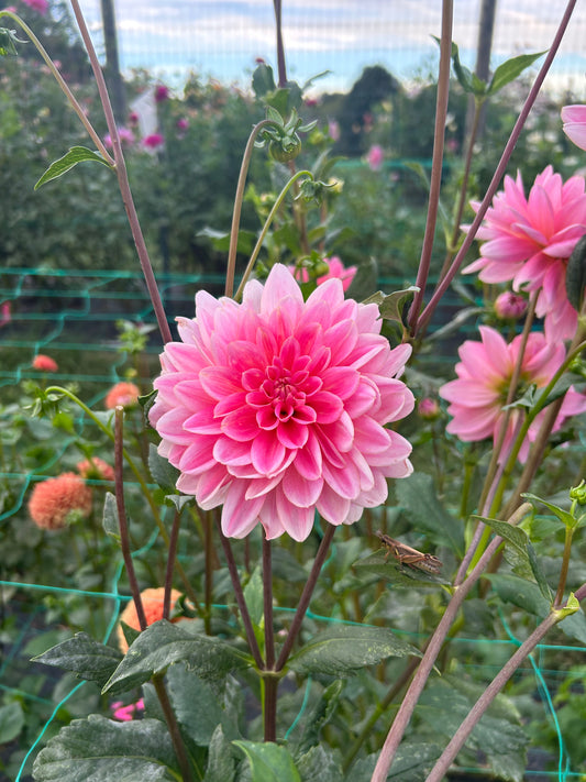 Gerrie Hoek dahlia tuber