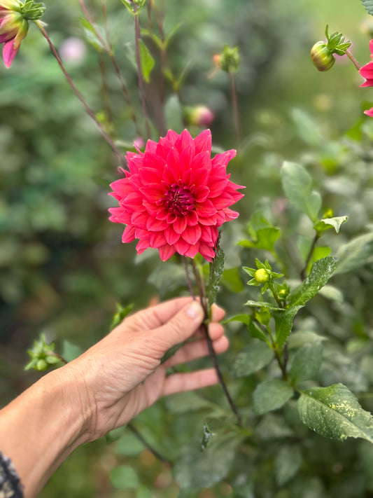 Fire Magic dahlia tuber