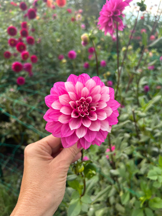 Amelia Bedelia dahlia tuber