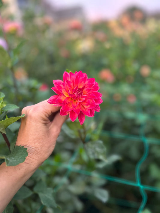 Jayleene G dahlia tuber